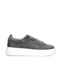 Ardisia Grey